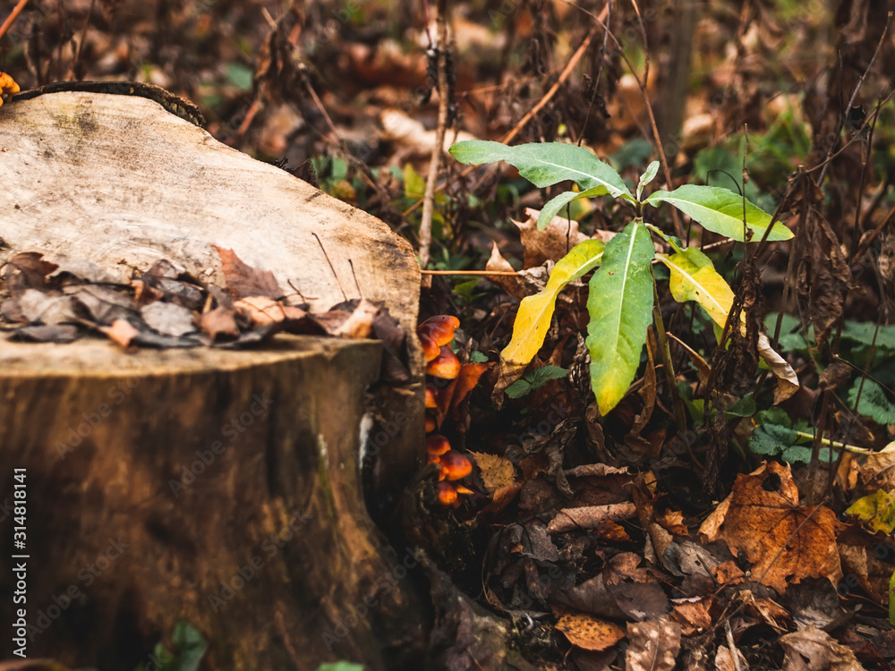 orange mushrooms on a stump in autumn, Moscow