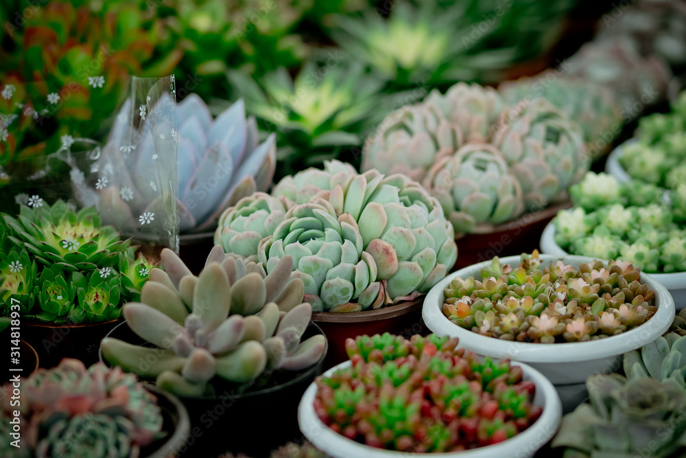 succulent plants succulent plants