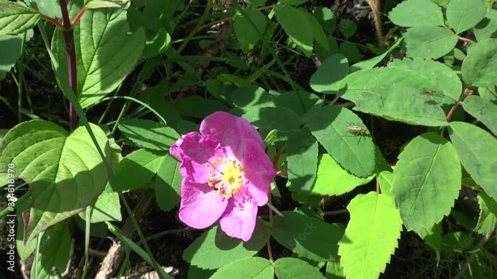 Rosehip flower sways in the wind, flies fly and insects crawl Rosehip flower sways in the wind, flies fly and insects crawl