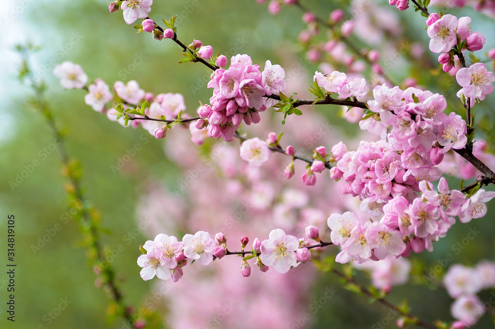 Soft focus. Cherry blossom or sakura flower on green nature background. Close-up. Copy space. Soft focus. Cherry blossom or sakura flower on green nature background. Close-up. Copy space.