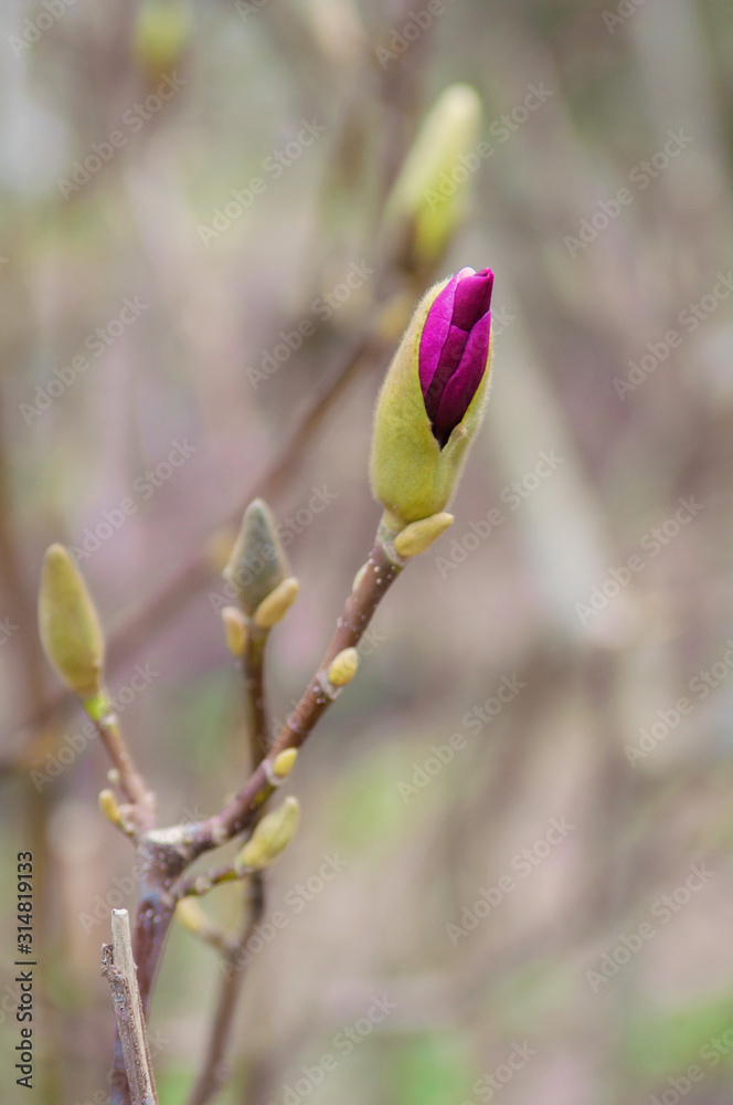 Closed magnolia bud on a tree branch in spring. Blooming garden. Close-up. Closed magnolia bud on a tree branch in spring. Blooming garden. Close-up.