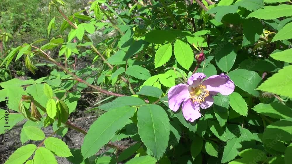 Rosehip flower sways in the wind, flies fly and insects crawl Rosehip flower sways in the wind, flies fly and insects crawl