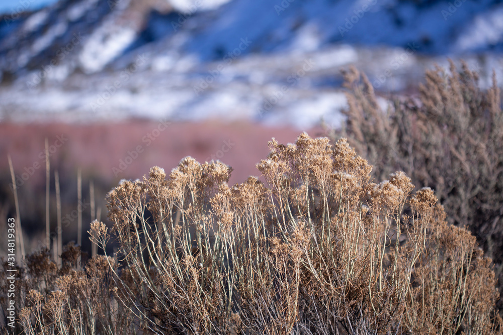 Fototapeta premium Rich warm browns of winter foliage against a snowy and icy river
