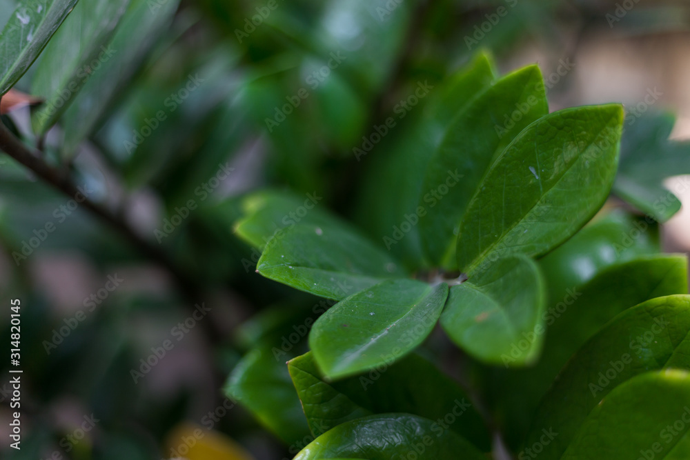 background of green leaves background of green leaves