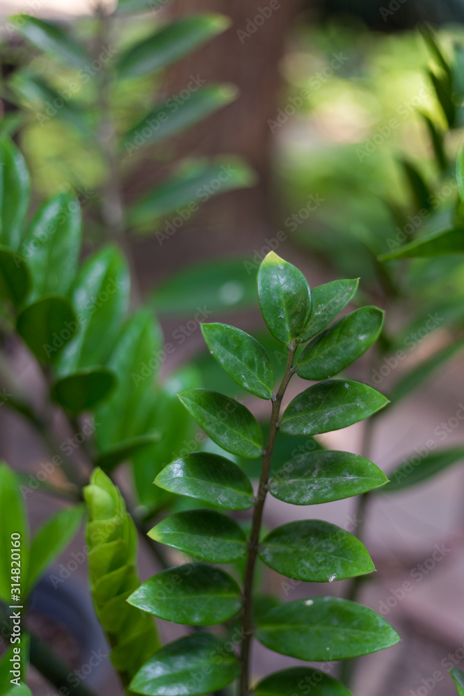 Fototapeta premium green plant in the garden