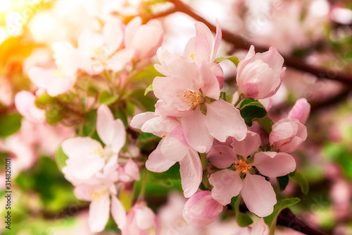 Blossoming apple blossoms in early spring in the natural environment.