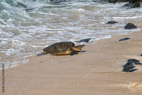 green sea turtle emerging from the sea on Maui, Hawaii