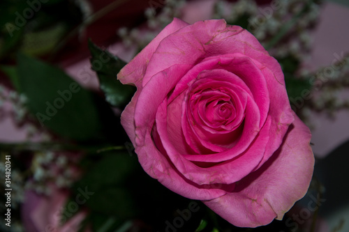 Beautiful pink roses  close-up of a flower in a shop  selective focus  blooming bouquet for 8 march holiday