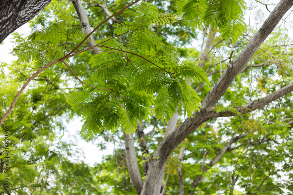 Obraz premium tree in the forest