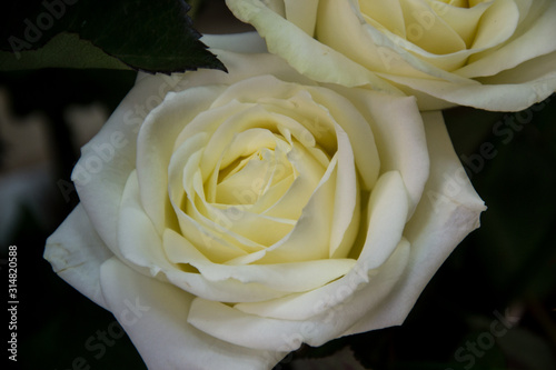 Beautiful white roses  close-up of a flower in a shop  selective focus  blooming bouquet for 8 march holiday