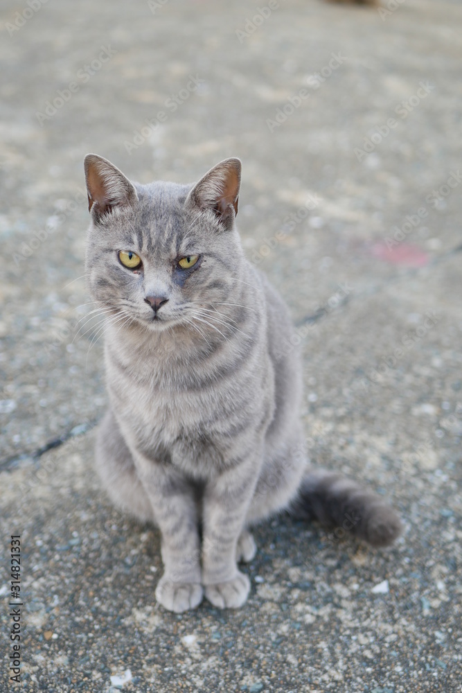 野良猫 野良猫