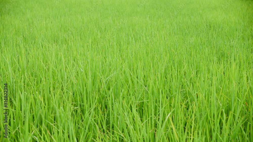 Green rice field with grass background.Seamless natural pattern in countryside.Abstract green field rice in summer.