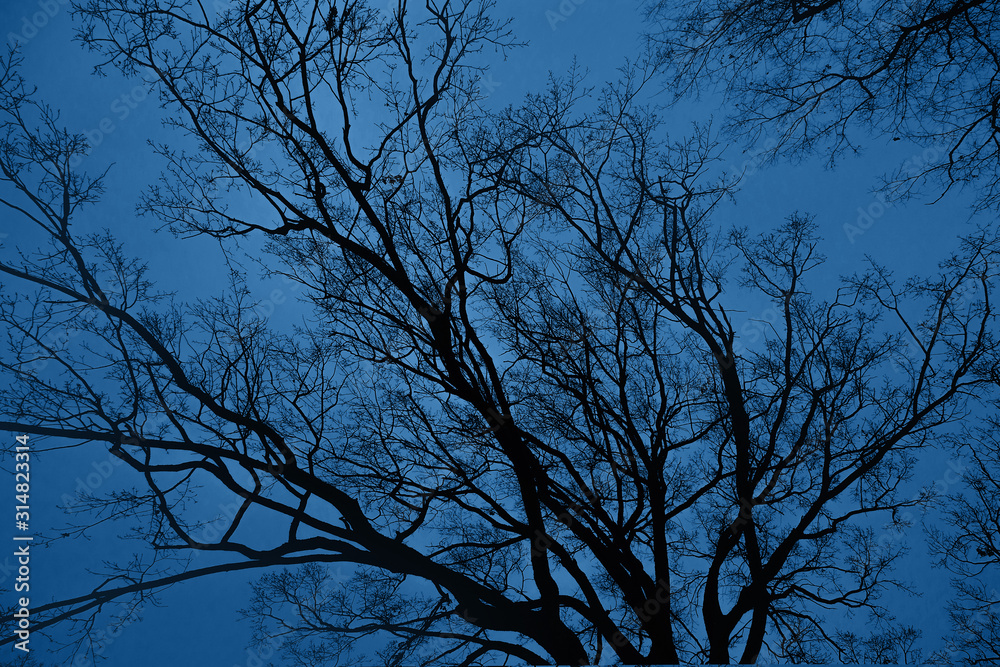 Tree branches without leaves against blue sky. Natural environmental pattern or background Tree branches without leaves against blue sky. Natural environmental pattern or background