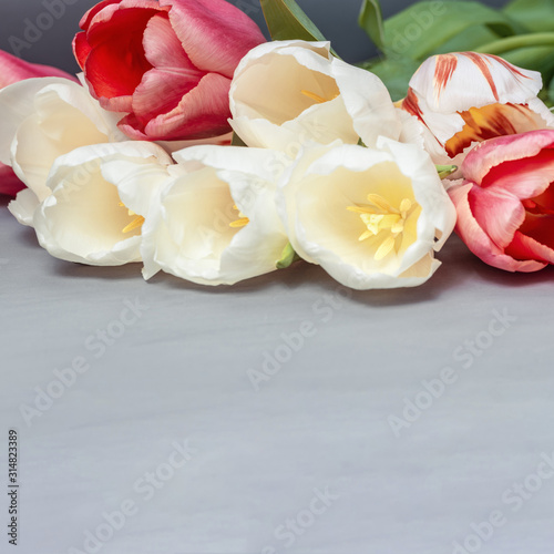 Closeup white and red tulips with copy space. Petals of flowers for holidays greeting card. Natural flowery background. Selective focus.