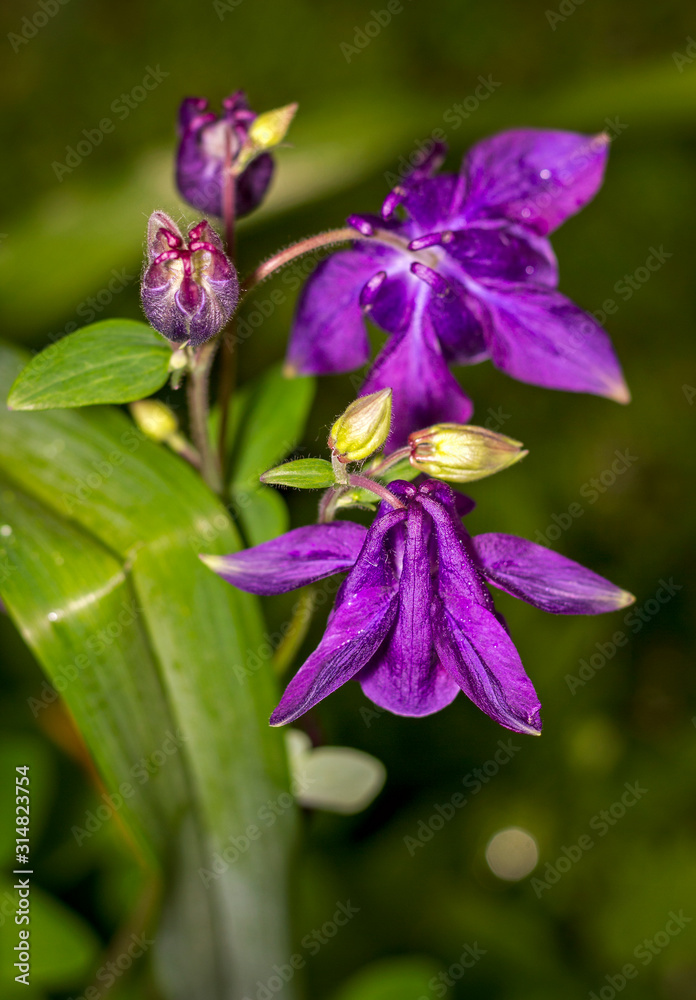 large purple aquilegia flower close-up large purple aquilegia flower close-up