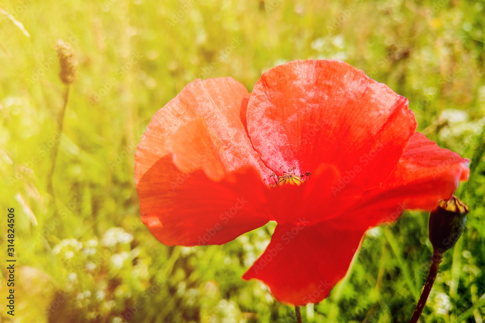 Poppies. Red Poppies flowers. Poppies in garden. Poppies spring and summer flower. Poppies. Red Poppies flowers. Poppies in garden. Poppies spring and summer flower.
