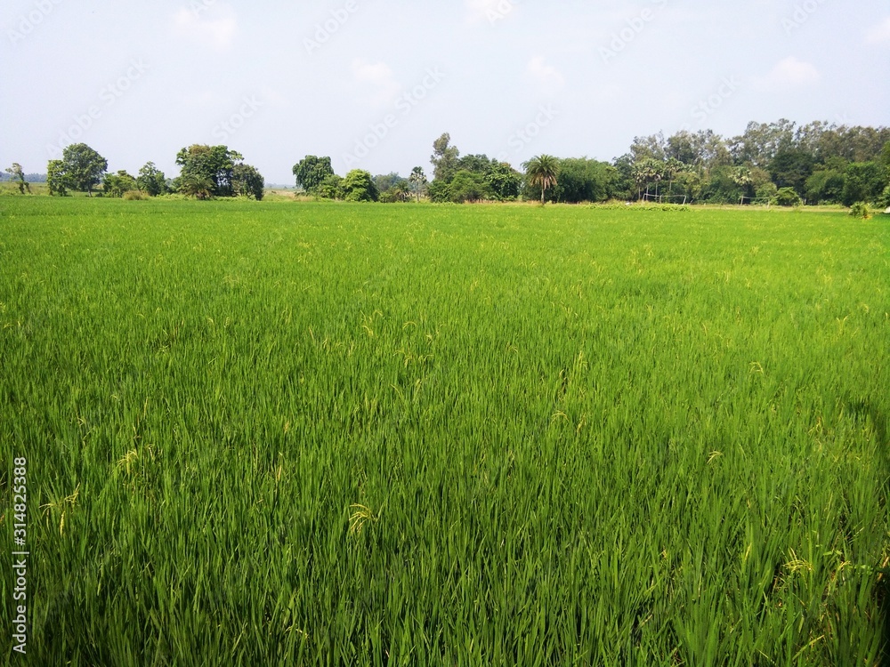 green field and blue sky