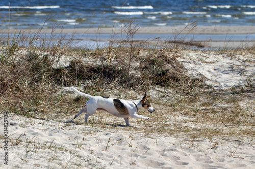 Dog is running on a sandy coastline.