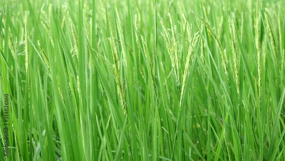 Green or young Paddy rice crop, Slow motion rice stalks swaying in the wind, rice field in Thailand Green or young Paddy rice crop, Slow motion rice stalks swaying in the wind, rice field in Thailand