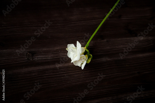 one white freesia lies on a dark wooden background