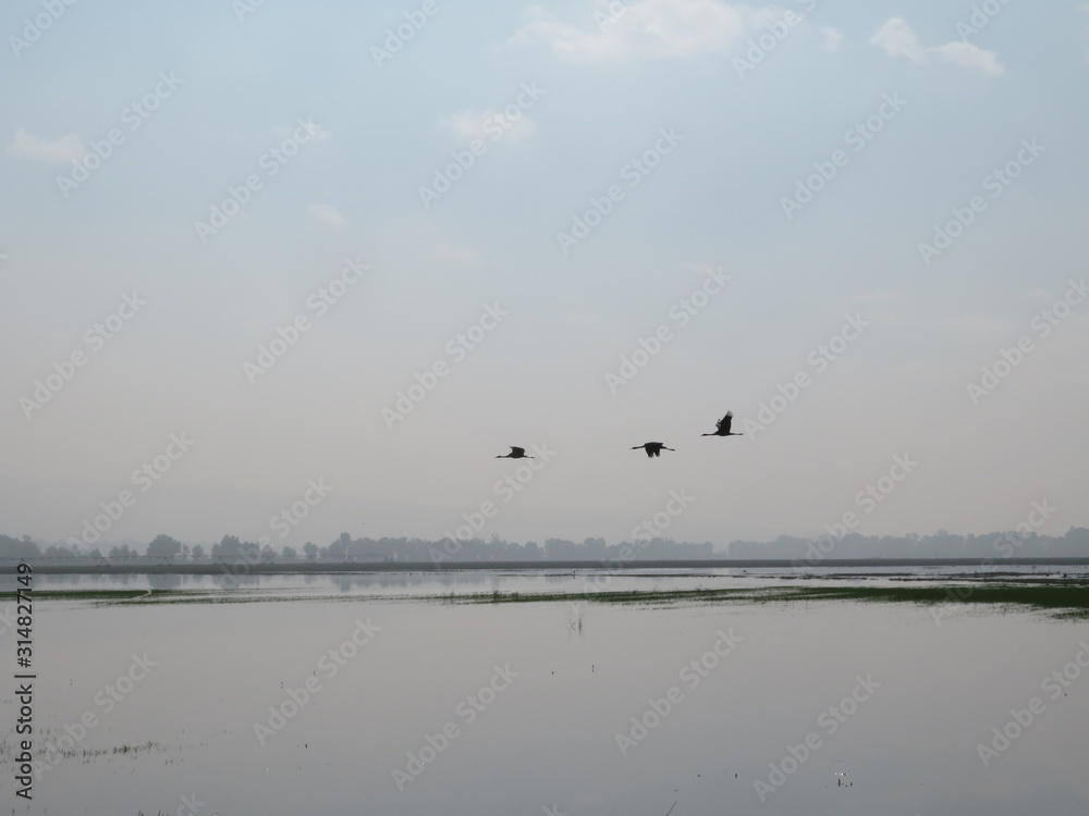 cranes fly over water land