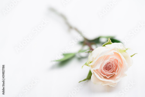 Fototapeta Naklejka Na Ścianę i Meble -  Close up of beautiful white rose flower on white table
