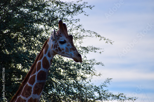 Photography giraffe on safari