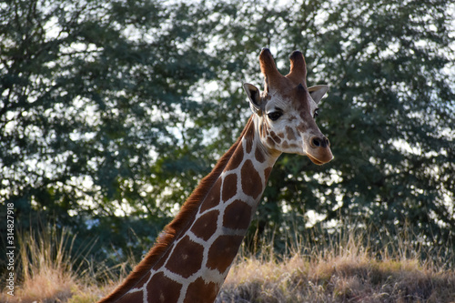 Photography giraffe in the zoo