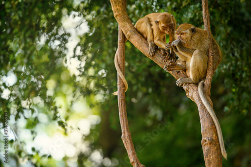 Long tailed macaque, natural environment, close up, wildlife, Macaca fascicularis, Asia