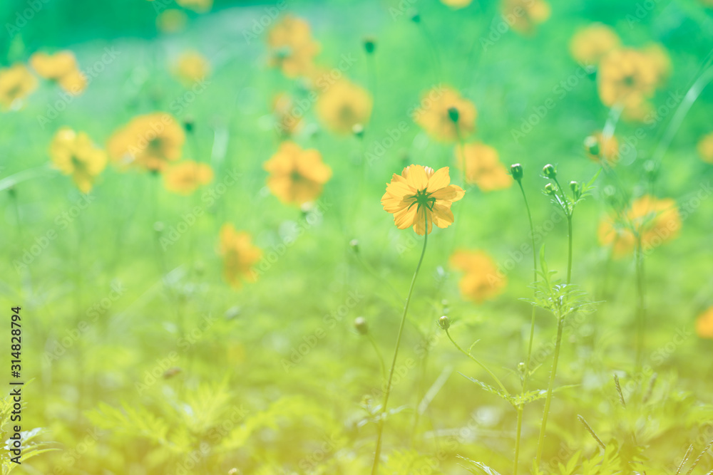 Blooming Sulfur cosmos flower at field in spring or summer, Yellow green floral background