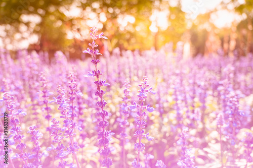 Blooming violet lavender flower in pastel colour, Floral background
