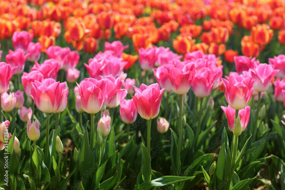 tulips in spring,colourful tulip