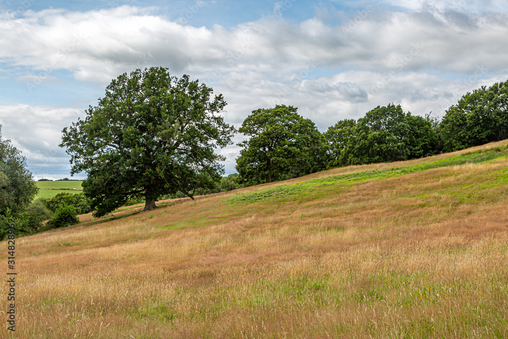 Trees in a field in Sussex on a summers day