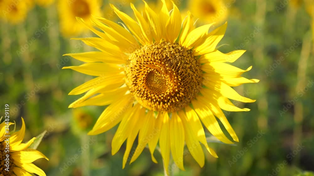Beautiful yellow sunflower in the sun, Amazing beautiful background