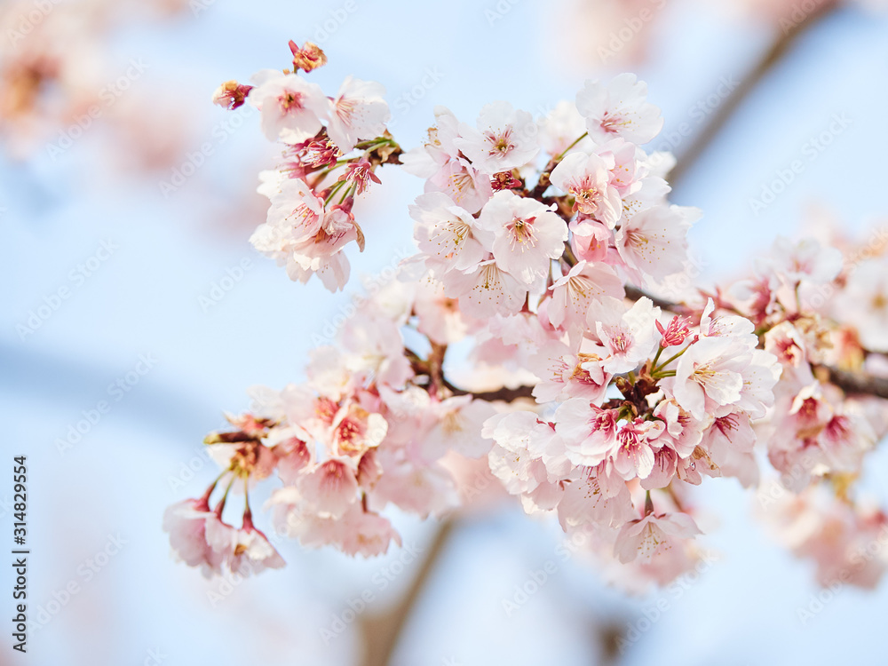 Obraz premium 桜イメージ