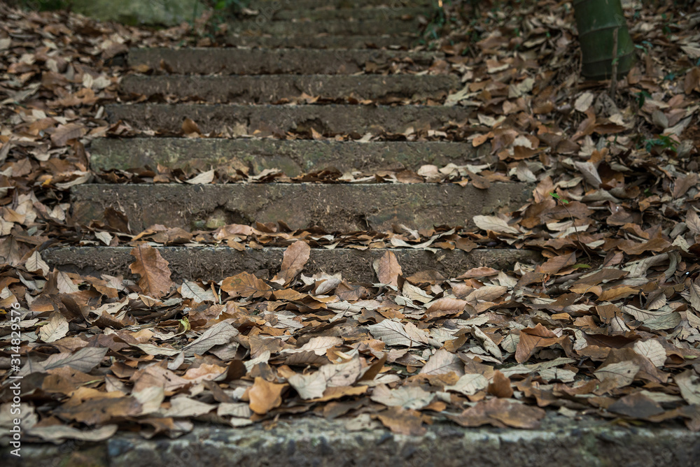 Old concrete steps strewn with fallen leaves Old concrete steps strewn with fallen leaves