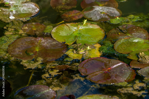 A frog stands on lotus leaf on water surface