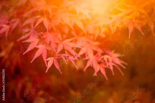 Autumn Leaves of Japanese Maple with softly blurred background © kampon