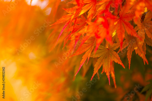 Autumn Leaves of Japanese Maple with softly blurred background