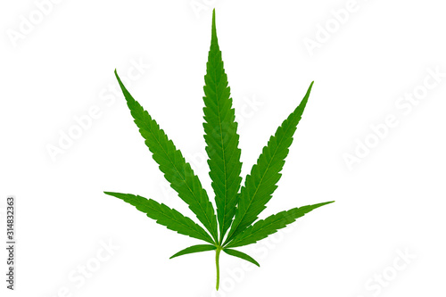 Cannabis leaves Hemp Isolate White background