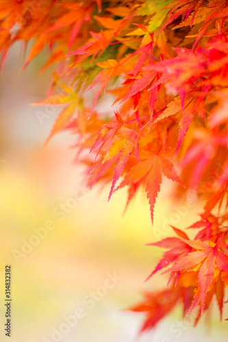Autumn Leaves of Japanese Maple with softly blurred background