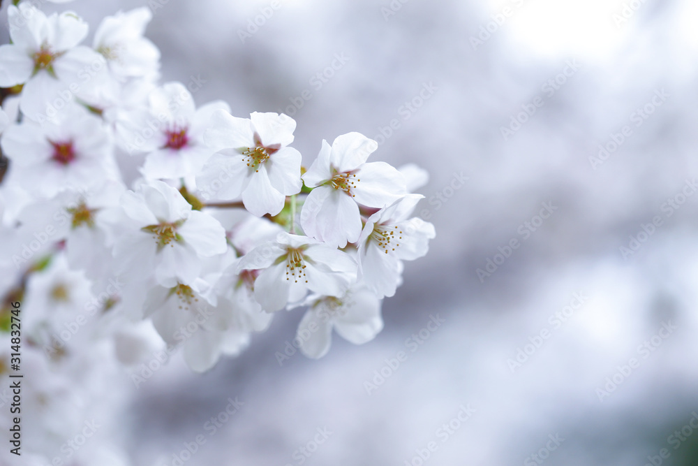 cherry tree blossom