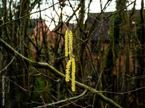 OLYMPUS DIGITAL CAMERA - CATKIN