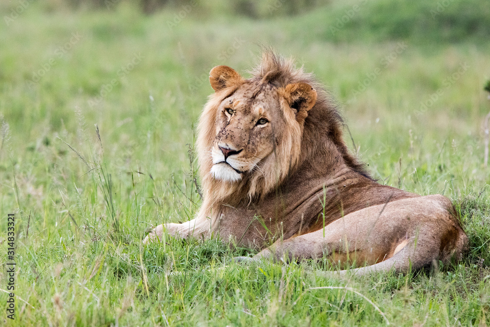 Fototapeta premium Lion (Panthera leo) male relaxing in the grass, Maasai Mara, Kenya.