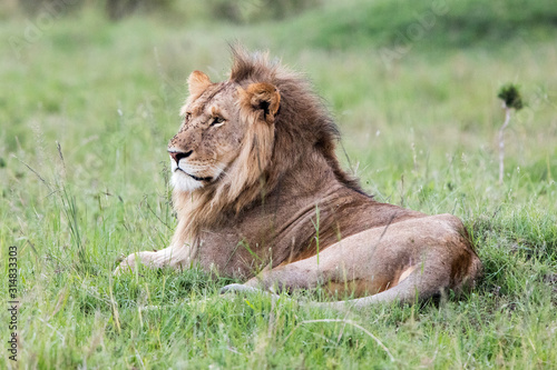 Lion  Panthera leo  male relaxing in the grass  Maasai Mara  Kenya.
