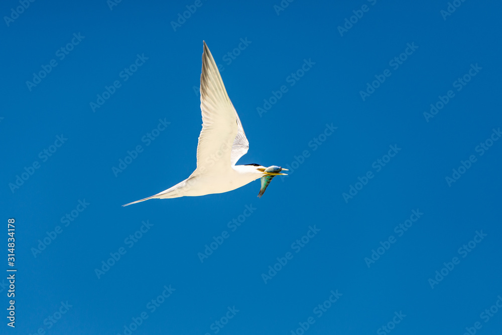 Fototapeta premium 海鳥の捕食シーン