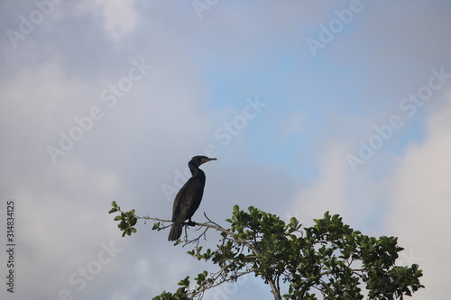 stork in flight