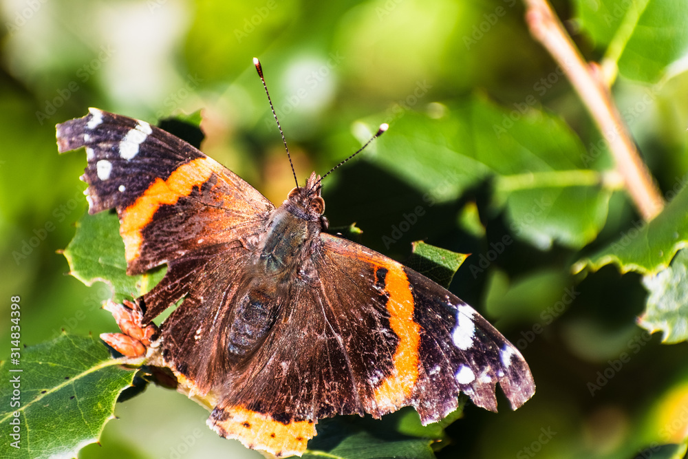 Close up of Red admiral butterfly (Vanessa atalanta) resting on a leaf on a sunny winter day, San Francisco Bay Area, California Close up of Red admiral butterfly (Vanessa atalanta) resting on a leaf on a sunny winter day, San Francisco Bay Area, California