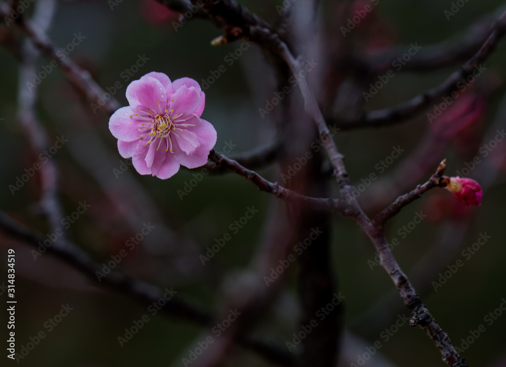 Beautiful flowers Cherry blossom on softly blurred background Beautiful flowers Cherry blossom on softly blurred background