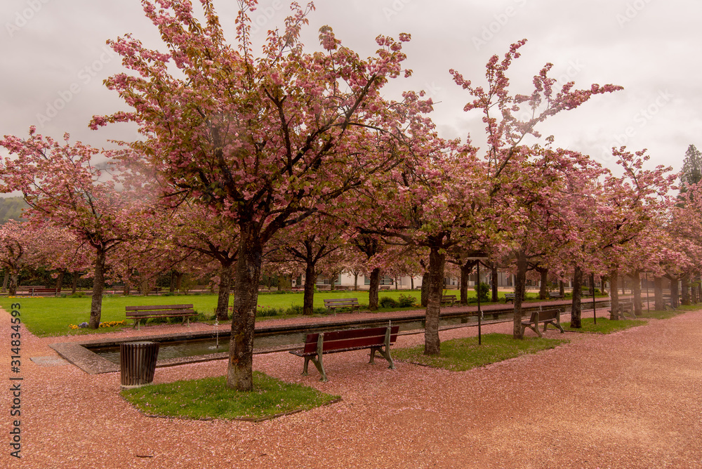pink-flowered apple tree on a fog background pink-flowered apple tree on a fog background